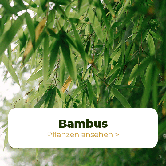 bambus pflanzen