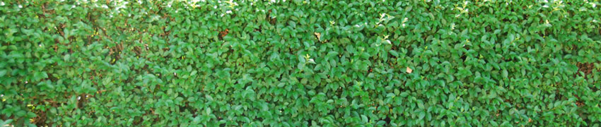 Commander des plantes Commander des plantes
