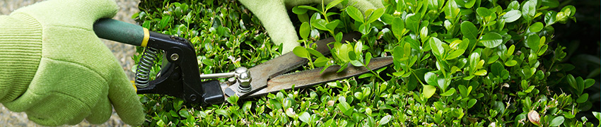 Heckenpflanzen schneiden Heckenpflanzen schneiden