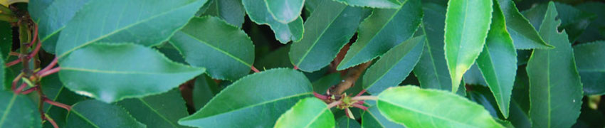Kirschlorbeer: Prunus l.