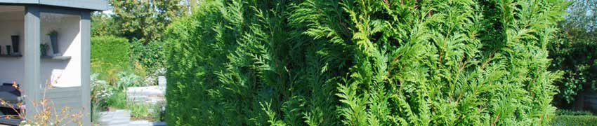 Levensboom in uw tuin