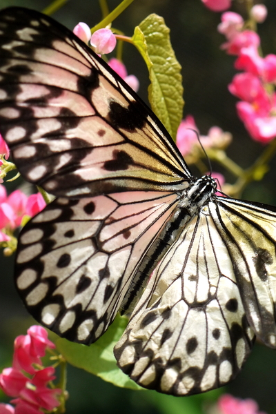 Papillons du jardin