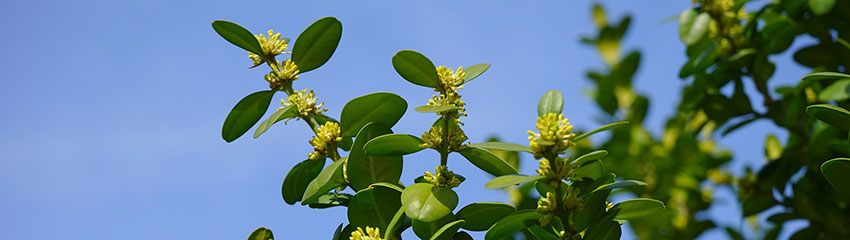 Plantation : marche à suivre