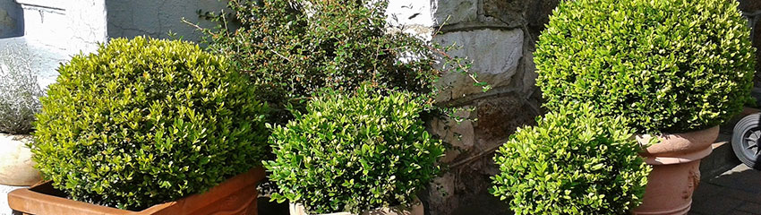 Planter une haie de Buis