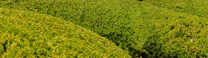 plant de Buis