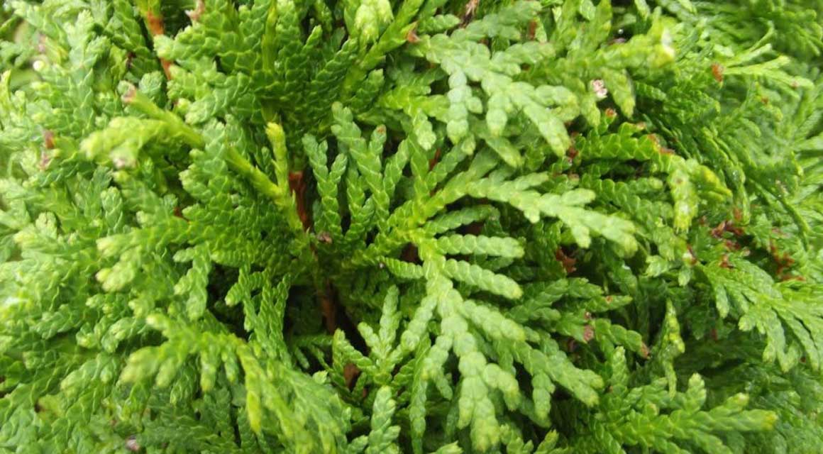 Populairste uitheemse haagplanten