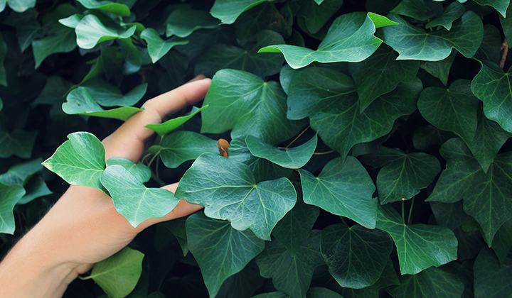 Eine Efeu als Hecke