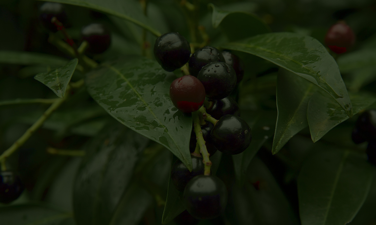 Gartenratgeber Fertighecken
