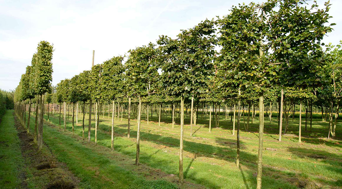 Rotbuche spalierbaum garten