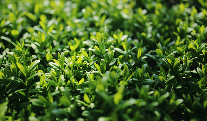 Ist meine Liguster-Hecke krank?