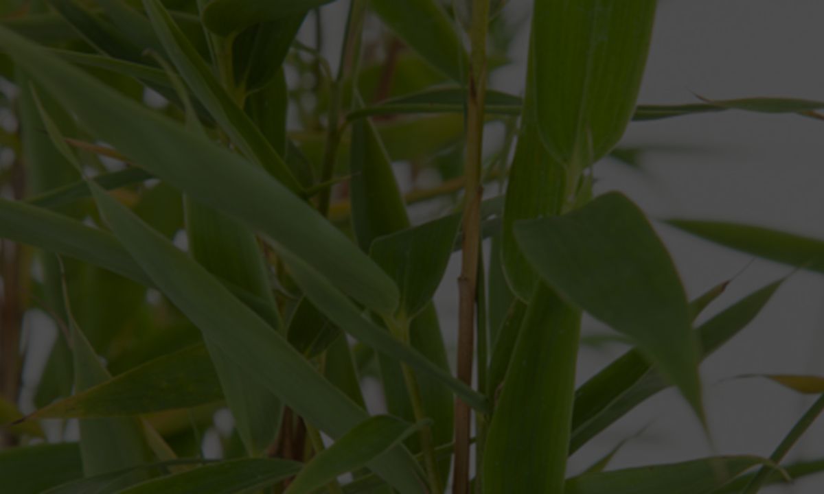 Gartenratgeber Bambus