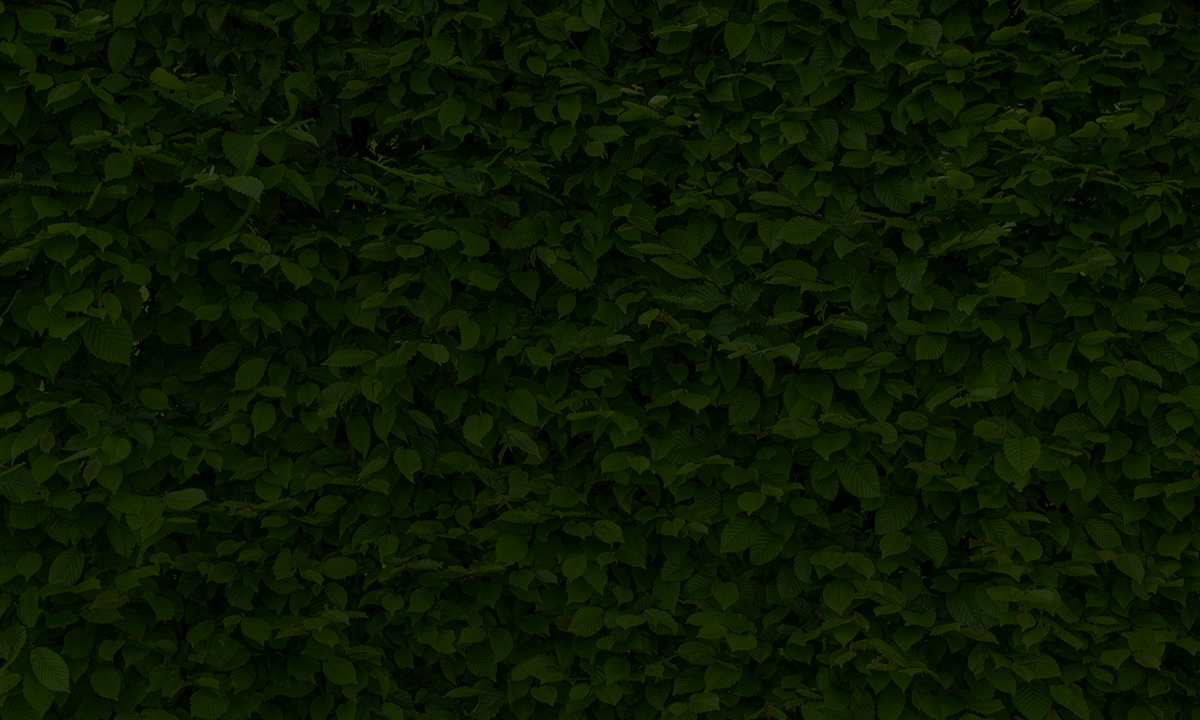 Buchenhecke pflanzen