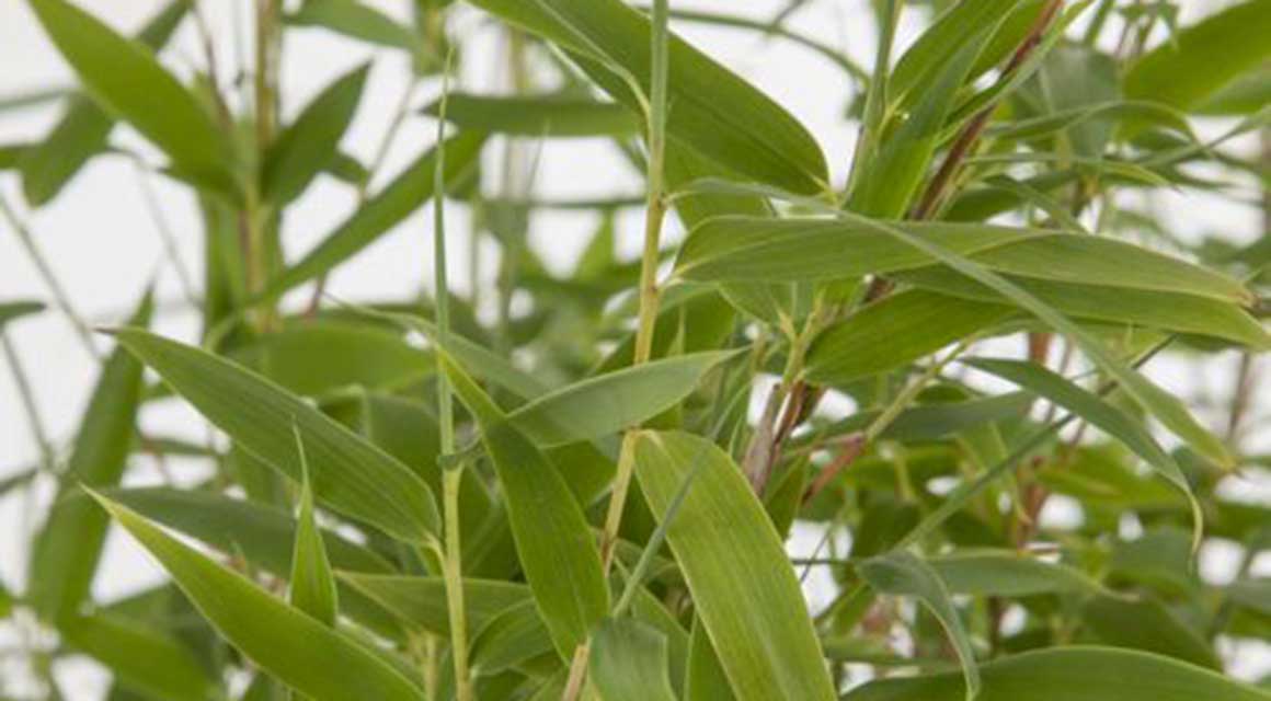 Uitheemse planten invasief