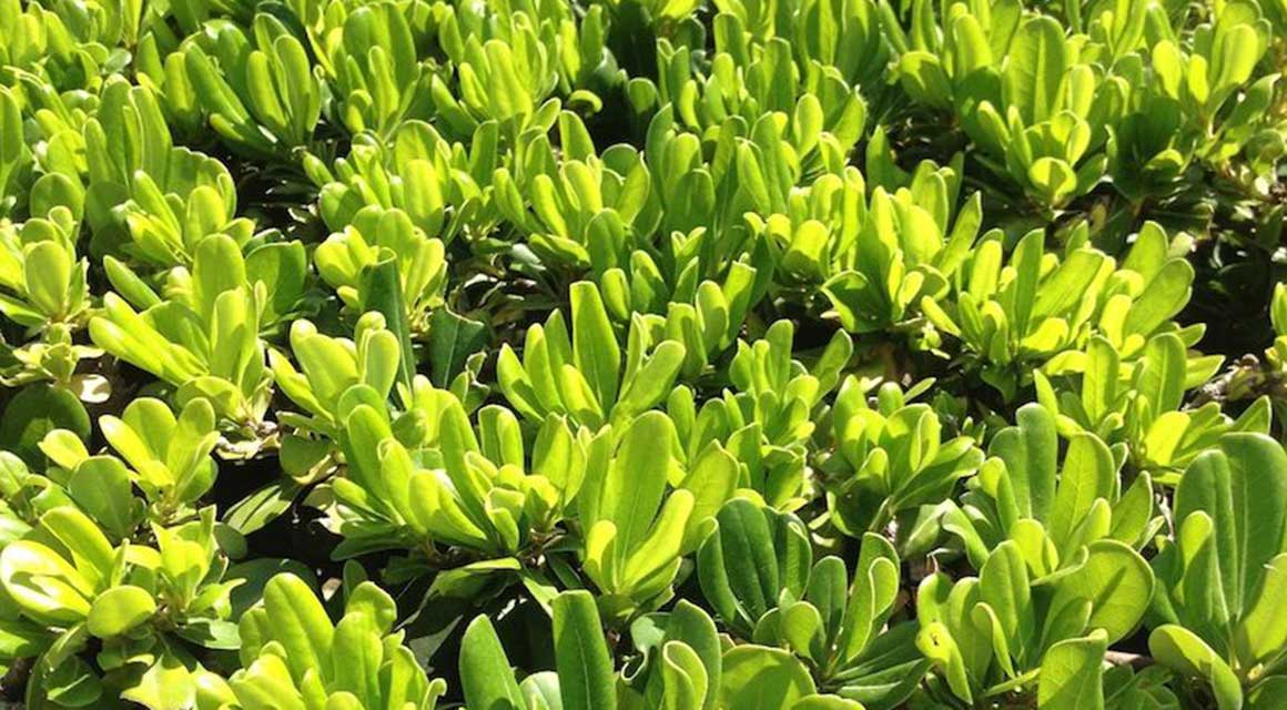 Uitheemse planten Nederland