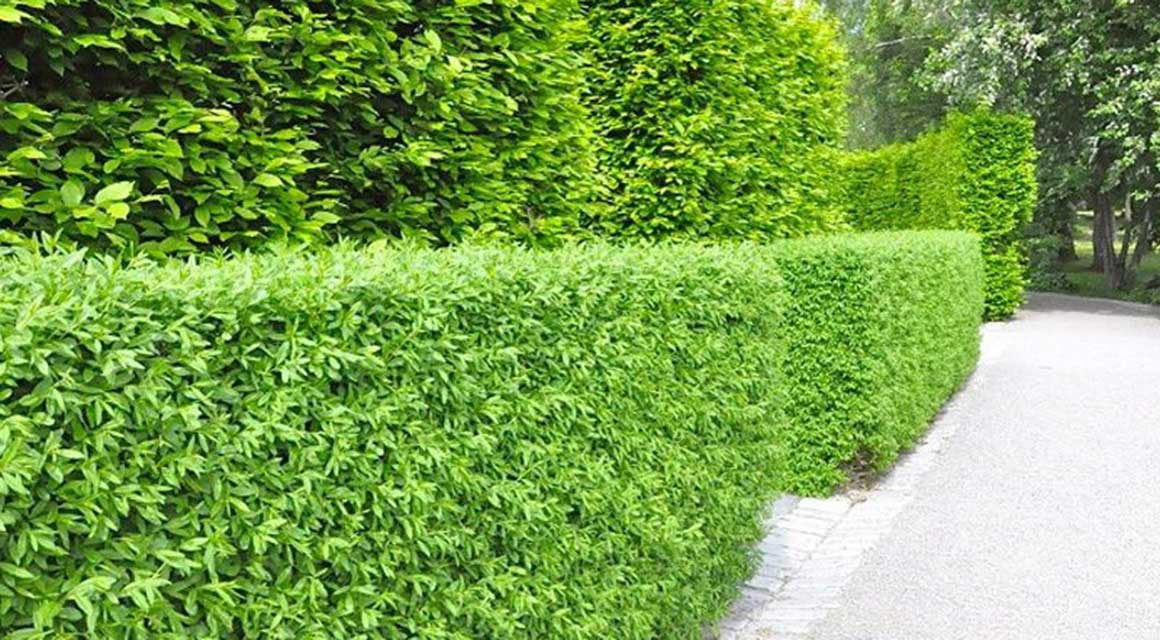 Winterharde haagplanten met een natuurlijk uiterlijk